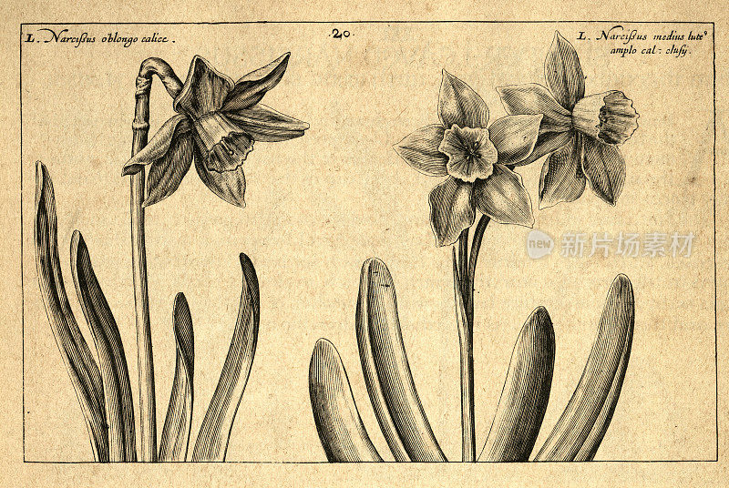 植物艺术印刷，宽叶水仙，水仙花，球茎草本多年生植物，Crispin de Passe，复古插图，17世纪